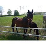 Imágenes de los usuarios Motorola Moto G8 Power Lite