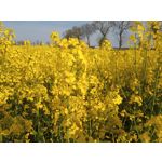 Imágenes de los usuarios Motorola Moto G8 Power Lite