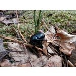 Imágenes de los usuarios Motorola Moto G8 Power Lite