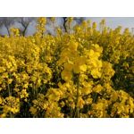 Imágenes de los usuarios Motorola Moto G8 Power Lite