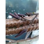 Imágenes de los usuarios Motorola Moto G82