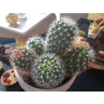 用户照片 Motorola One Action Dual SIM