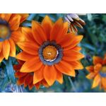 PICTURES FROM THIS PHONE