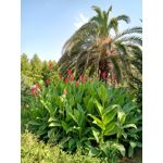 PICTURES FROM THIS PHONE