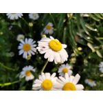 Pictures by this phone Motorola One Vision Dual SIM
