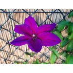 Pictures by this phone Motorola One Vision Dual SIM