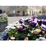 Pictures by this phone Motorola One Vision Dual SIM