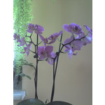 IMAGENS DESTE TELEFONE