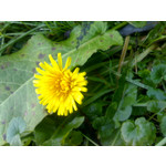 PICTURES FROM THIS PHONE