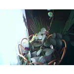 Foto's van de gebruikers Motorola V220 Foto's van de gebruikers Motorola V220