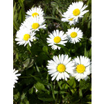 Imágenes de los usuarios Motorola V3x Imágenes de los usuarios Motorola V3x