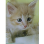 FOTO FATTE CON QUESTO TELEFONO