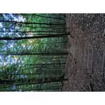 PHOTOS FAITES AVEC CE SMARTPHONE