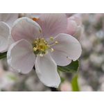 Imágenes de los usuarios Motorola Edge 50 Pro