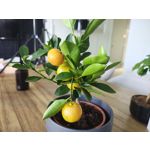 Imágenes de los usuarios Motorola Edge 50 Pro