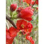 Imágenes de los usuarios Motorola Edge 50 Pro