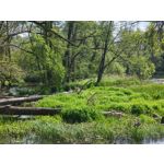 Imágenes de los usuarios Motorola Edge 50 Pro