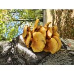 Imágenes de los usuarios Motorola Edge 50 Pro