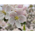 Imágenes de los usuarios Motorola Edge 50 Pro