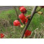 Imágenes de los usuarios Motorola Edge 50 Pro