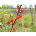 Imágenes de los usuarios Motorola Edge 50 Pro