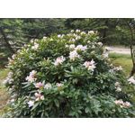 Imágenes de los usuarios Motorola Edge 50 Pro