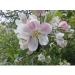 Imágenes de los usuarios Motorola Edge 50 Pro