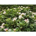 Imágenes de los usuarios Motorola Edge 50 Pro