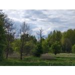 Imágenes de los usuarios Motorola Edge 50 Pro