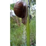 ФОТКИ СНЯТЫЕ ДАННЫМ МОБИЛЬНИКОМ