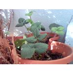 FOTO FATTE CON QUESTO TELEFONO