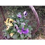 PICTURES FROM THIS PHONE