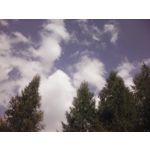 PICTURES FROM THIS PHONE