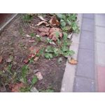 PICTURES FROM THIS PHONE