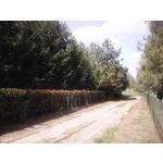 PICTURES FROM THIS PHONE