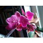 PHOTOS FAITES AVEC CE SMARTPHONE