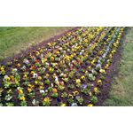 Foto's van de gebruikers myPhone Hammer Titan 2