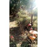 Foto's van de gebruikers myPhone Hammer Titan 2