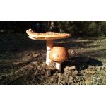 Foto's van de gebruikers myPhone Hammer Titan 2