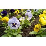 Foto's van de gebruikers myPhone Hammer Titan 2