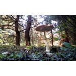 Foto's van de gebruikers myPhone Hammer Titan 2