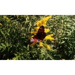 Foto's van de gebruikers myPhone Hammer Titan 2