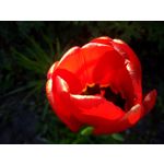 PICTURES FROM THIS PHONE