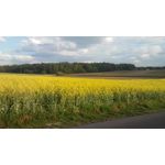 FOTO'S VAN DEZE TELEFOON