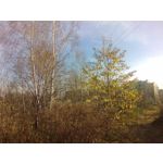 Pictures by this phone myPhone Q-Smart Elite