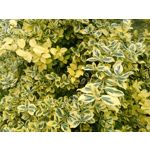 IMAGENS DESTE TELEFONE