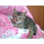 FOTO'S VAN DEZE TELEFOON