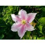 用户照片 Nokia 3 Dual SIM