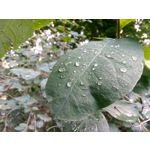 用户照片 Nokia 3 Dual SIM