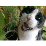 用户照片 Nokia 3 Dual SIM